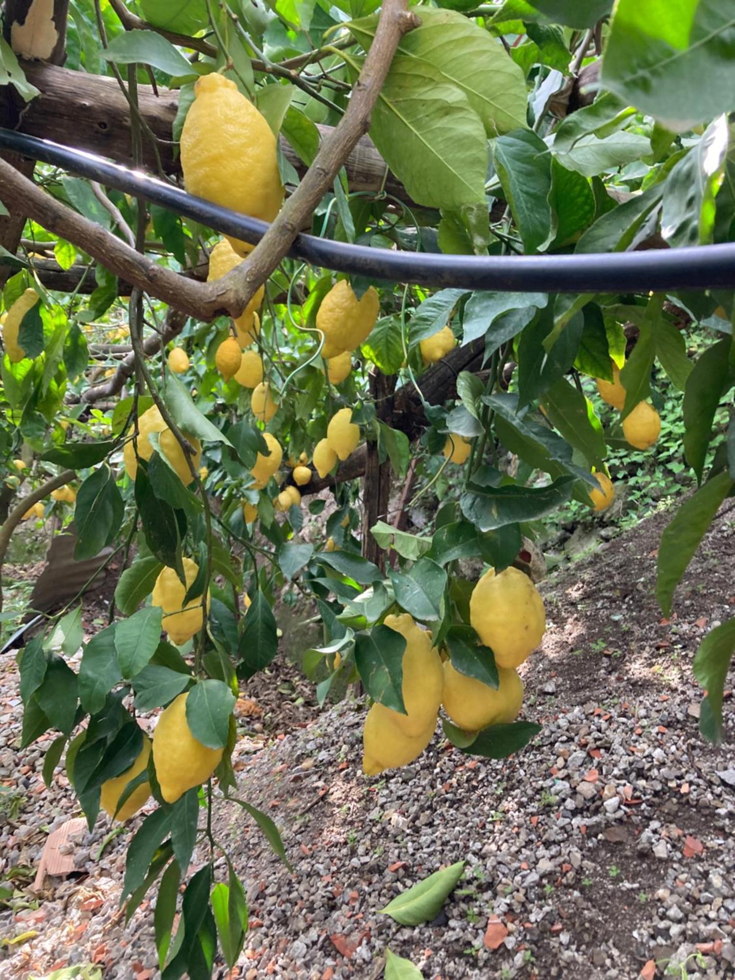 B&B I Limoni Ravello Eksteriør billede